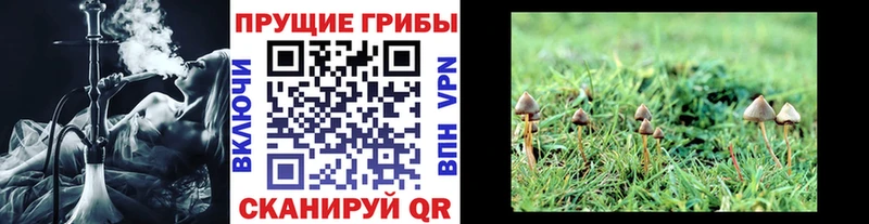 Галлюциногенные грибы Psilocybine cubensis  Купить  Екатеринбург 